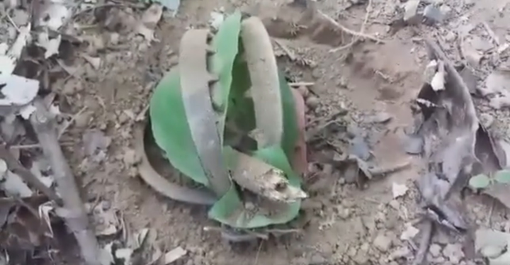 Ảnh: Khỉ mặt đỏ đau đớn bỏ lại bàn chân trên chiếc bẫy sắt ở Sơn Trà - 7