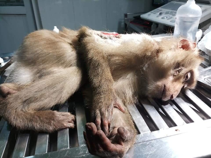 Ảnh: Khỉ mặt đỏ đau đớn bỏ lại bàn chân trên chiếc bẫy sắt ở Sơn Trà - 4