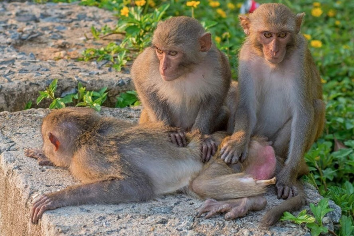 Ảnh: Khỉ mặt đỏ đau đớn bỏ lại bàn chân trên chiếc bẫy sắt ở Sơn Trà - 6