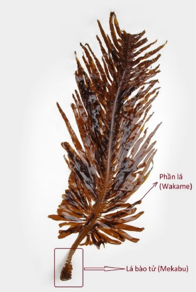 Fucoidan đồng hành cùng sức khỏe của bạn - 2