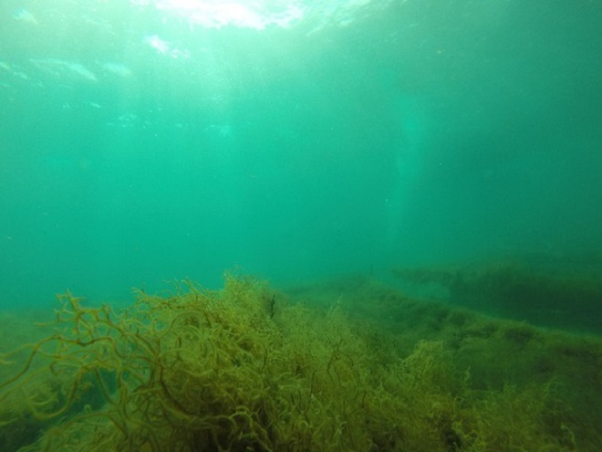 Fucoidan đồng hành cùng sức khỏe của bạn - 3