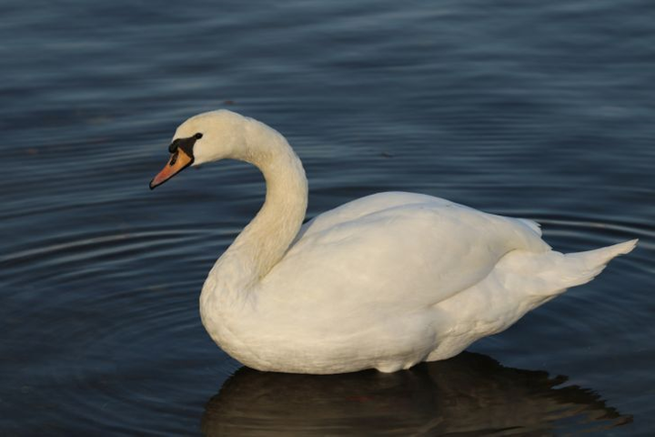 Trắc nghiệm vui đoán tính cách: Bạn thấy con sóc hay thiên nga? - 3