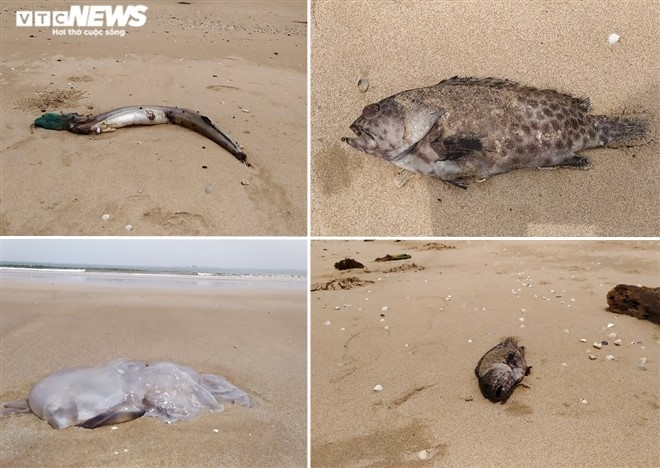 Cá chết ở biển Nghi Thiết, Nghệ An: Kết quả phân tích chất lượng nước biển - 1