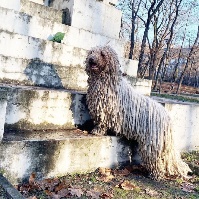 Sở hữu bộ lông y hệt giẻ lau nhà, chú chó bỗng nổi tiếng rần rần trên mạng - 2