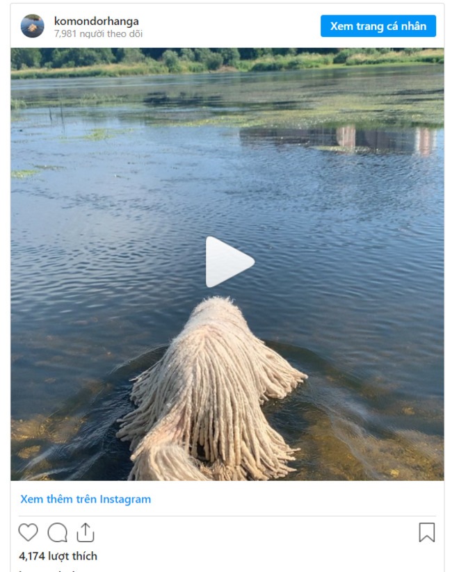 Sở hữu bộ lông y hệt giẻ lau nhà, chú chó bỗng nổi tiếng rần rần trên mạng - 4