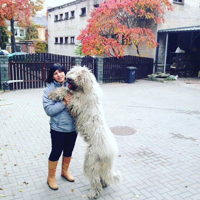 Sở hữu bộ lông y hệt giẻ lau nhà, chú chó bỗng nổi tiếng rần rần trên mạng - 5