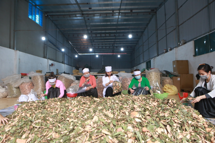 Bác sĩ Nông Thị Lan: Kho thuốc sống của người Mường Hòa Bình - 3