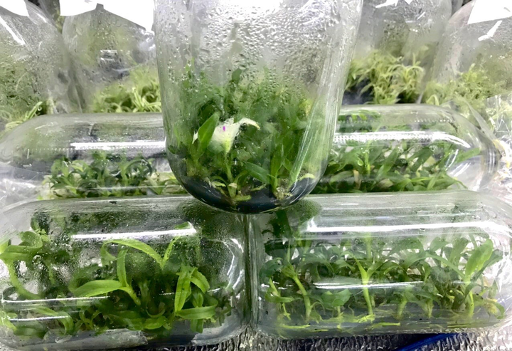 Lạ kỳ loại lan đột biến giá rẻ như rau - 2