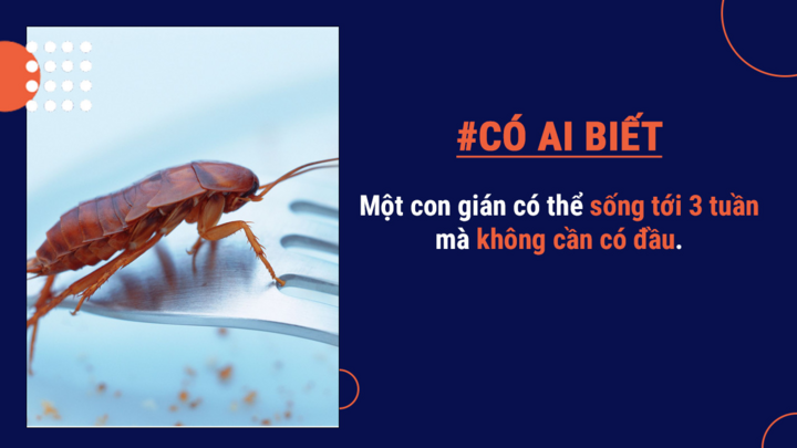Có ai biết: Gián không hoàn toàn gây hại, thậm chí có thể tạo ra sữa bổ dưỡng - 5