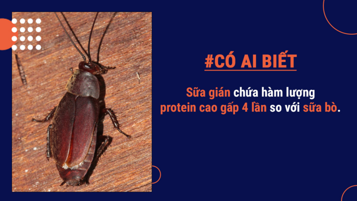 Có ai biết: Gián không hoàn toàn gây hại, thậm chí có thể tạo ra sữa bổ dưỡng - 8