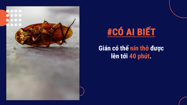 Có ai biết: Gián không hoàn toàn gây hại, thậm chí có thể tạo ra sữa bổ dưỡng - 6