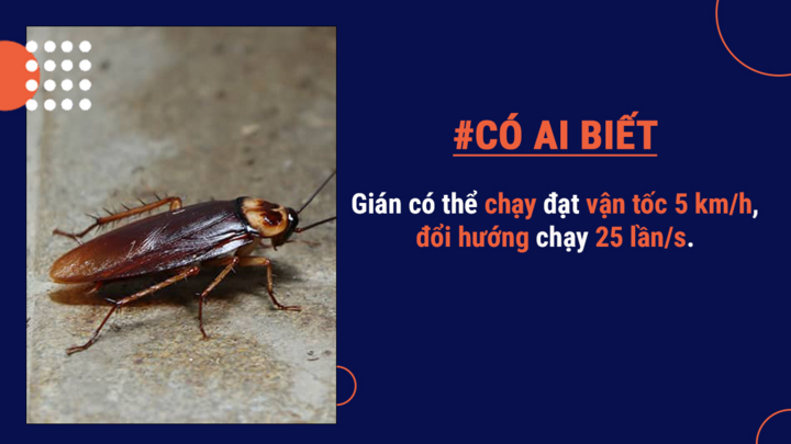 Có ai biết: Gián không hoàn toàn gây hại, thậm chí có thể tạo ra sữa bổ dưỡng - 7