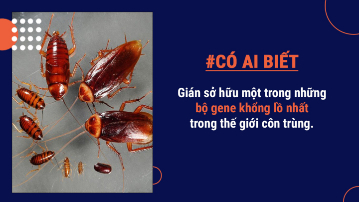 Có ai biết: Gián không hoàn toàn gây hại, thậm chí có thể tạo ra sữa bổ dưỡng - 4