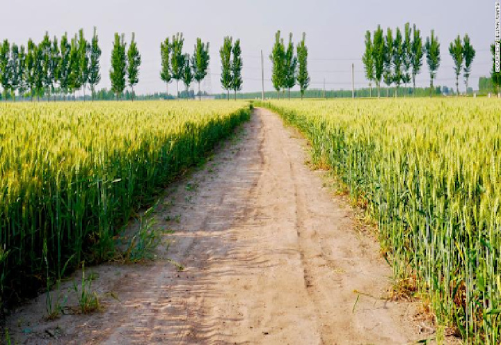 Xa lạ ngay trên chính quê hương, đâu là nhà cho những người Mỹ gốc Á? - 6