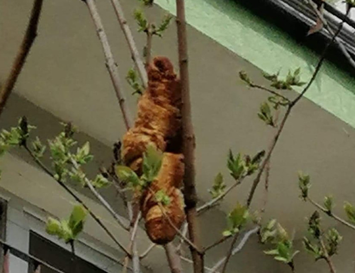 'Quái thú không đầu' rình rập, người dân run sợ đóng cửa hai ngày - 1