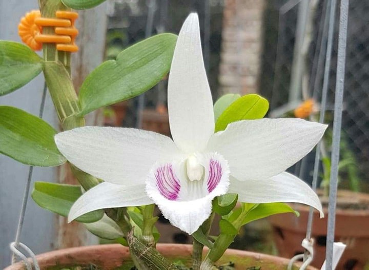 Thêm 6 người tố bị lừa 4 tỷ đồng khi mua lan đột biến qua mạng - 1