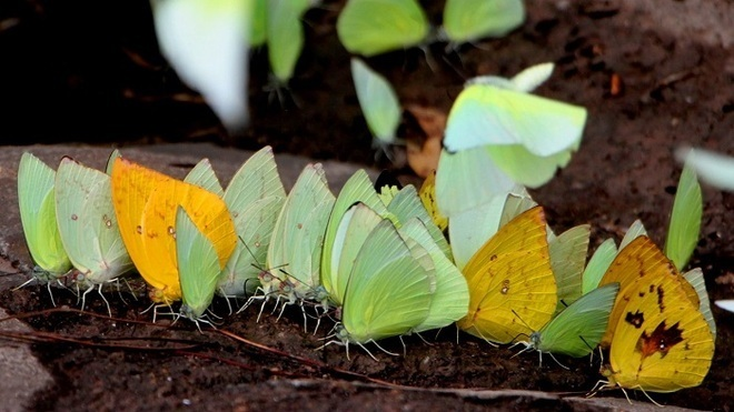 Tháng 4 rủ nhau lên Tây Nguyên ngắm bướm bay rợp trời, chụp ảnh hóa Hàm Hương - 2