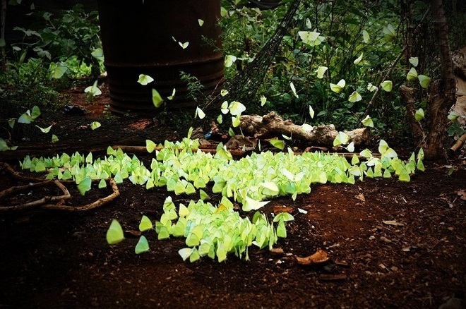 Tháng 4 rủ nhau lên Tây Nguyên ngắm bướm bay rợp trời, chụp ảnh hóa Hàm Hương - 1