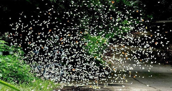 Tháng 4 rủ nhau lên Tây Nguyên ngắm bướm bay rợp trời, chụp ảnh hóa Hàm Hương - 4