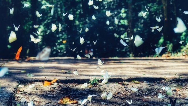 Tháng 4 rủ nhau lên Tây Nguyên ngắm bướm bay rợp trời, chụp ảnh hóa Hàm Hương - 3