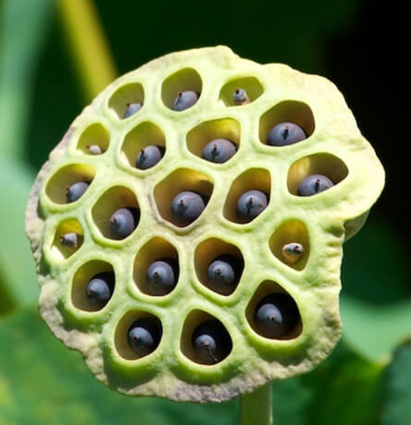 Hội chứng sợ lỗ tròn trypophobia: Nguyên nhân và liệu pháp điều trị - 1