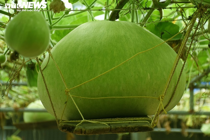 Ảnh: Về huyện đảo ở Hải Phòng chiêm ngưỡng giống bầu khổng lồ nặng tới 15kg - 5