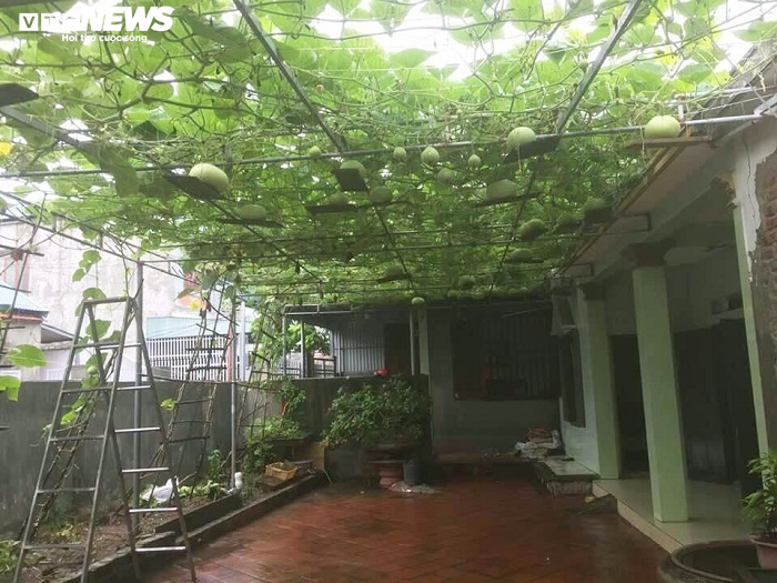 Ảnh: Về huyện đảo ở Hải Phòng chiêm ngưỡng giống bầu khổng lồ nặng tới 15kg - 2