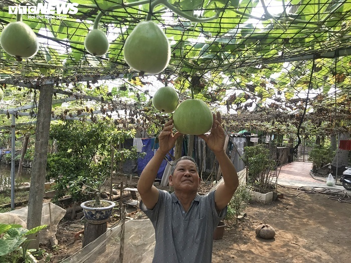 Ảnh: Về huyện đảo ở Hải Phòng chiêm ngưỡng giống bầu khổng lồ nặng tới 15kg - 6