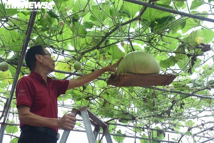 Ảnh: Về huyện đảo ở Hải Phòng chiêm ngưỡng giống bầu khổng lồ nặng tới 15kg - 3