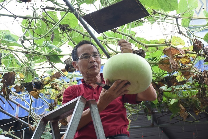 Ảnh: Về huyện đảo ở Hải Phòng chiêm ngưỡng giống bầu khổng lồ nặng tới 15kg - 1