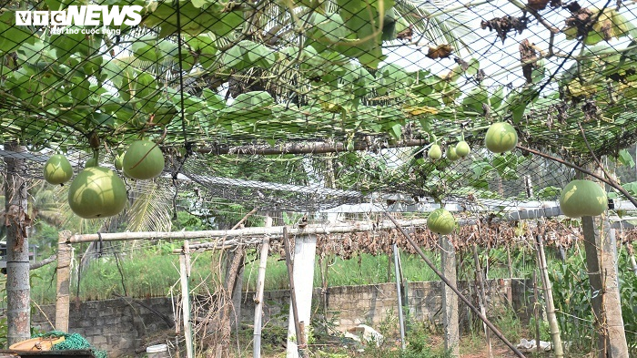 Ảnh: Về huyện đảo ở Hải Phòng chiêm ngưỡng giống bầu khổng lồ nặng tới 15kg - 7