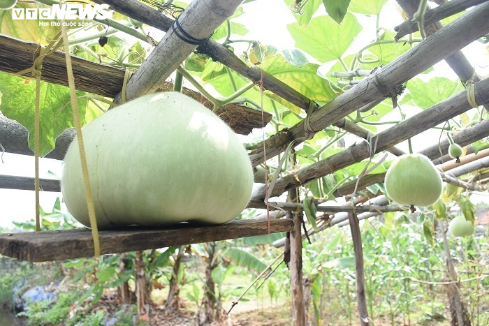 Ảnh: Về huyện đảo ở Hải Phòng chiêm ngưỡng giống bầu khổng lồ nặng tới 15kg - 9