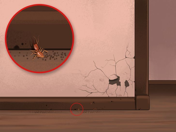 Coi chừng nhà bạn có mối mọt, sâu bọ nếu thấy những dấu hiệu này - 2