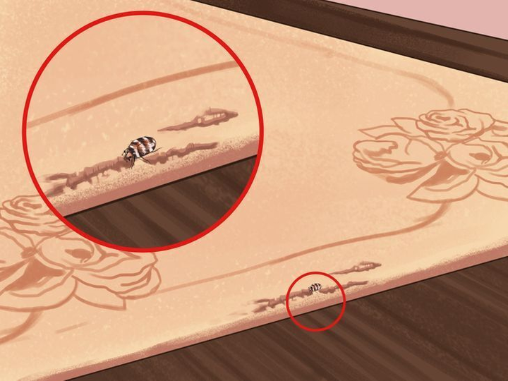 Coi chừng nhà bạn có mối mọt, sâu bọ nếu thấy những dấu hiệu này - 3