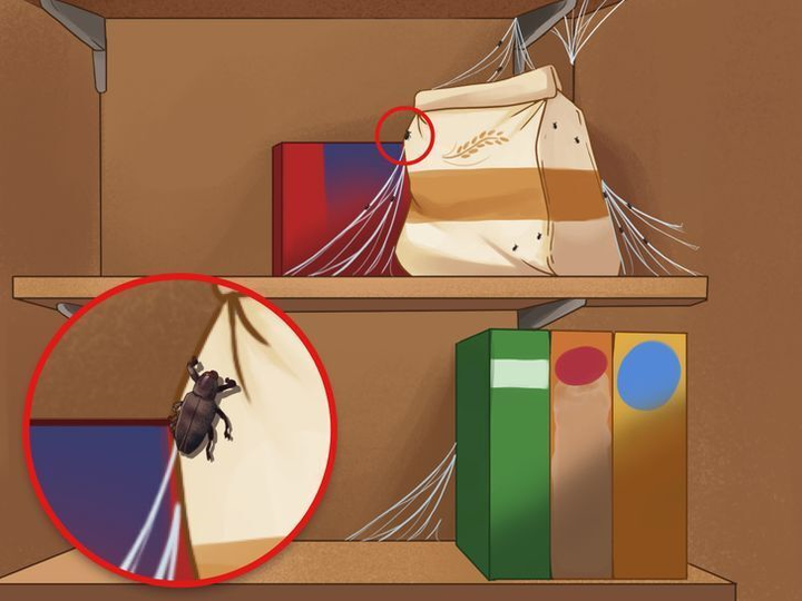 Coi chừng nhà bạn có mối mọt, sâu bọ nếu thấy những dấu hiệu này - 4