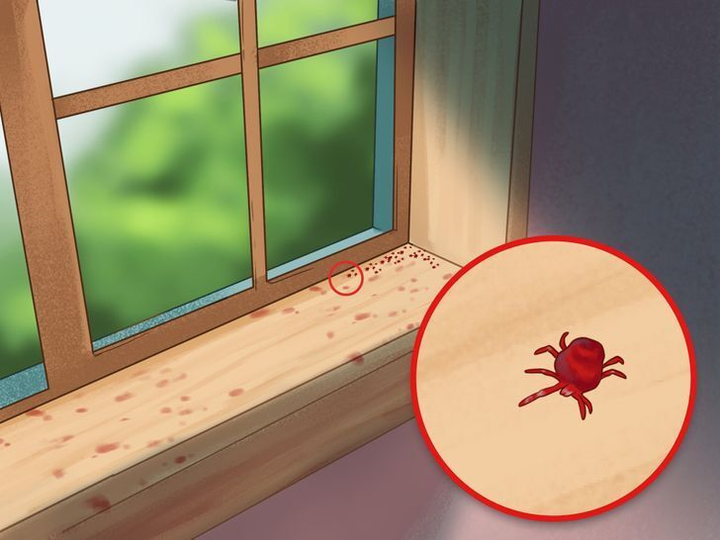 Coi chừng nhà bạn có mối mọt, sâu bọ nếu thấy những dấu hiệu này - 7