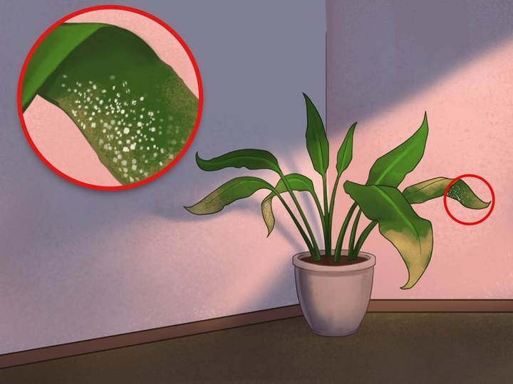 Coi chừng nhà bạn có mối mọt, sâu bọ nếu thấy những dấu hiệu này - 8