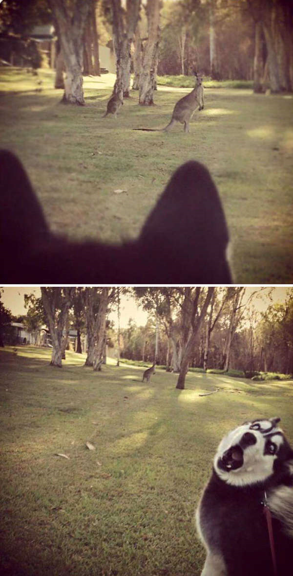 Loạt ảnh lý giải vì sao loài chó ‘ngáo nhất quả đất' như Husky vẫn được cưng yêu - 11