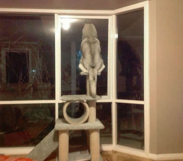 Loạt ảnh lý giải vì sao loài chó ‘ngáo nhất quả đất' như Husky vẫn được cưng yêu - 8