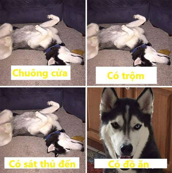 Loạt ảnh lý giải vì sao loài chó ‘ngáo nhất quả đất' như Husky vẫn được cưng yêu - 10