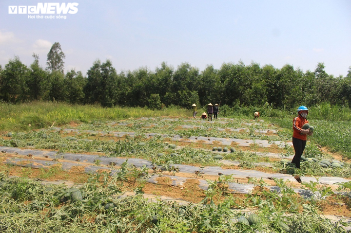 3 hộ nông dân ở Quảng Nam điêu đứng vì bị kẻ gian 'triệt hạ' 3 sào dưa hấu - 2