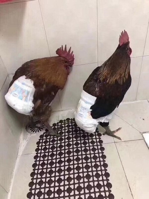 'Nhà tôi 3 đời trị... nhát gan' và loạt ảnh khó đỡ có thể gây nghẹn vì hài - 3