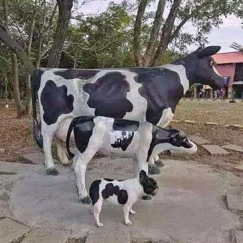 'Nhà tôi 3 đời trị... nhát gan' và loạt ảnh khó đỡ có thể gây nghẹn vì hài - 2