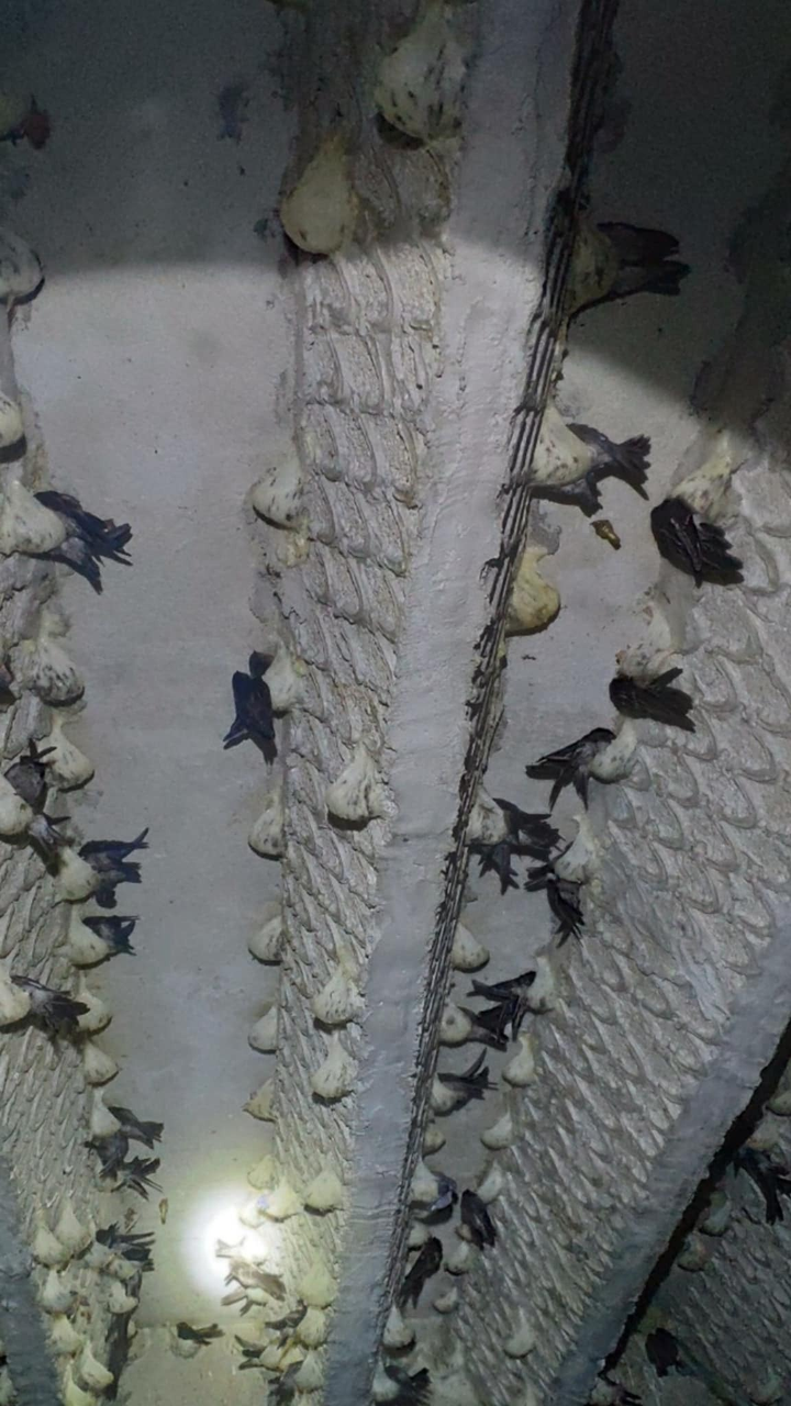 Thu mua yến thô giá cao năm 2021 - 2