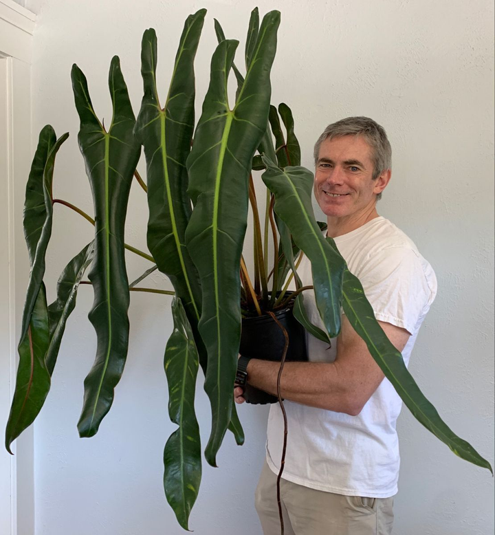 Lá kiểng giá trăm triệu, chuyên gia cảnh báo nguy cơ sốt ảo giống lan đột biến - 2