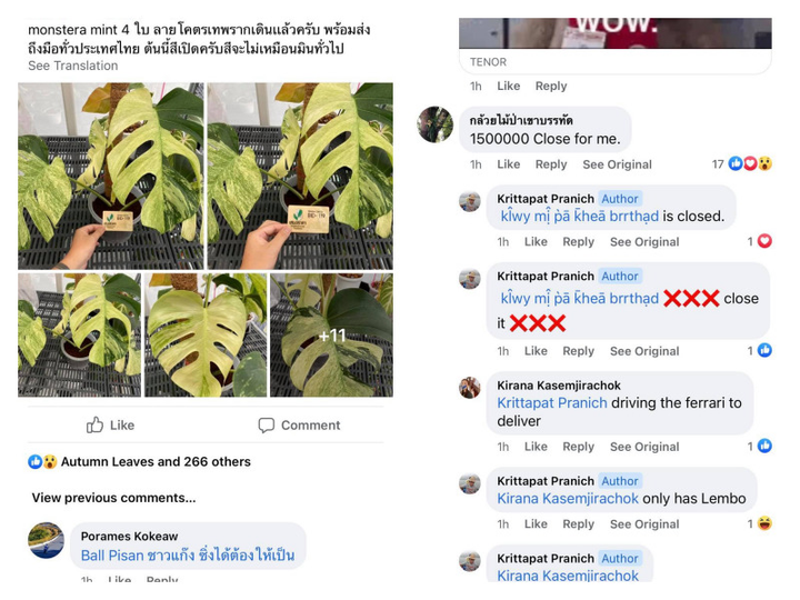 Lá kiểng giá trăm triệu, chuyên gia cảnh báo nguy cơ sốt ảo giống lan đột biến - 3