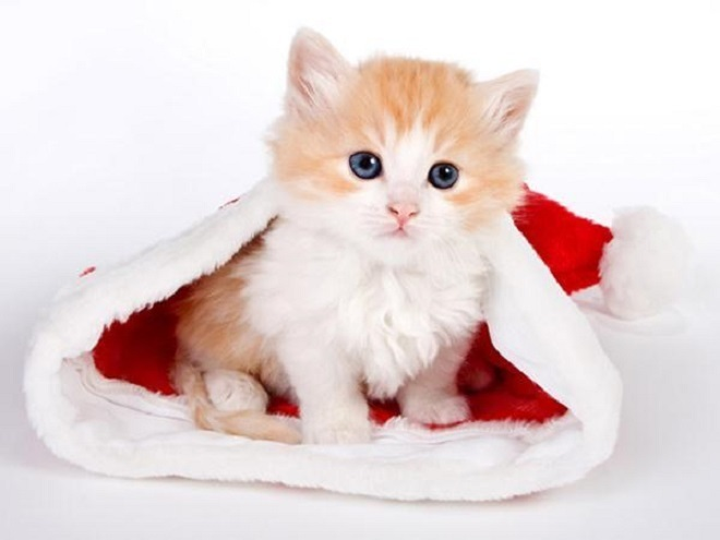 Dự đoán 12 con giáp 29/4: Dậu bị cám dỗ, Hợi tài lộc giảm - 1