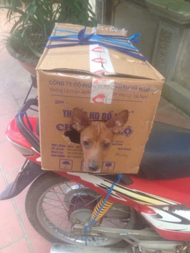 Muôn kiểu 'đóng gói' chó mèo mang về quê chơi dịp lễ nhìn cưng muốn xỉu - 1