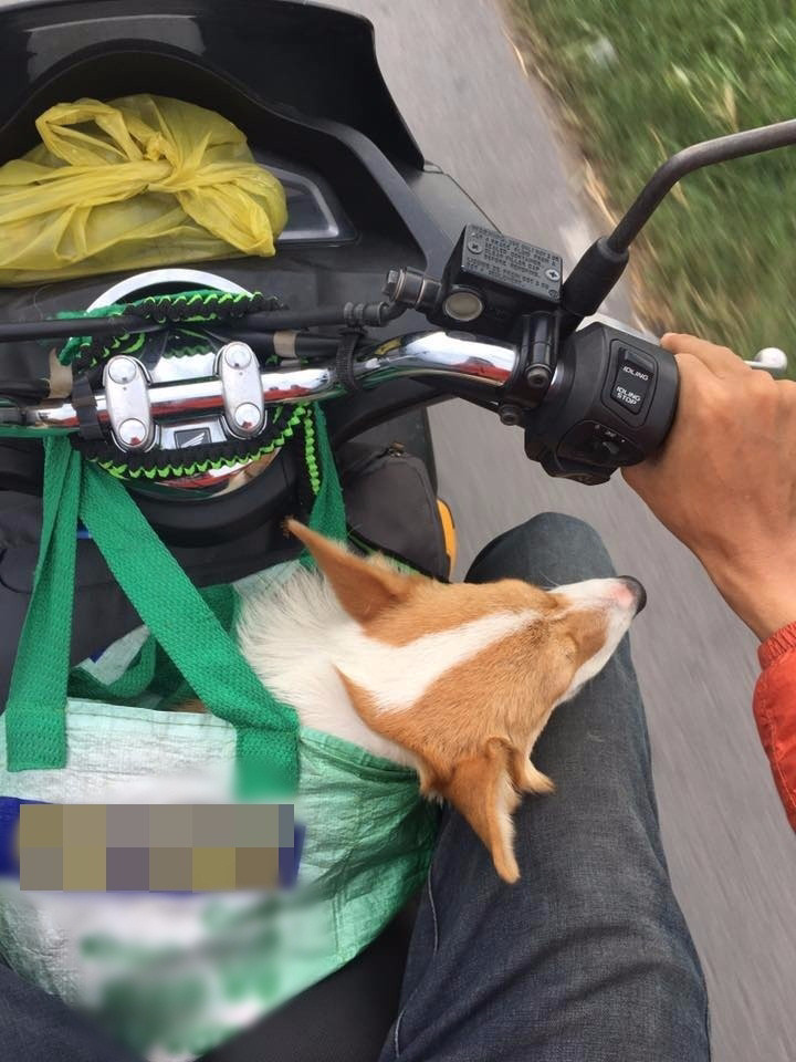 Muôn kiểu 'đóng gói' chó mèo mang về quê chơi dịp lễ nhìn cưng muốn xỉu - 5