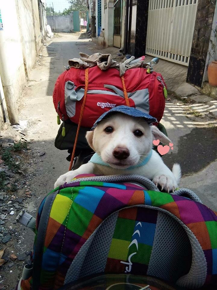 Muôn kiểu 'đóng gói' chó mèo mang về quê chơi dịp lễ nhìn cưng muốn xỉu - 7